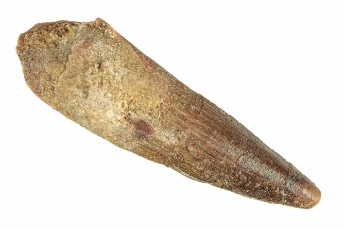 Fossil Spinosaurus Tooth - Real Dinosaur Tooth #268306